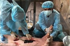 Detectan peste porcina africana en provincia vietnamita de Ba Ria-Vung Tau 