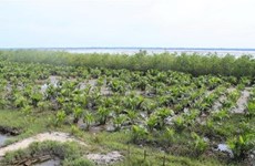 Vietnam impulsa acciones para proteger bosques costeros