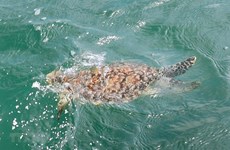 Rescatan rara tortuga marina en provincia vietnamita de Ba Ria - Vung Tau
