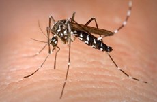 Advierten en Singapur sobre extensión del dengue en estación seca