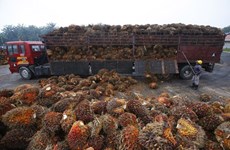 Presentará Malasia queja contra la UE ante la OMC por recortes al empleo del aceite de palma 