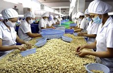 Aumentan las exportaciones de anacardo vietnamita a China