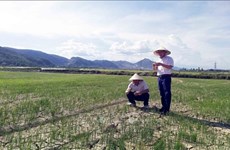 Alertan que la sequía puede afectar a más de 65 mil hectáreas de tierras agrícolas en el centro Vietnam. 