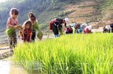Debaten en Vietnam medidas para acabar con el trabajo infantil en cadenas de suministro 