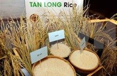 Exportó Vietnam más de cuatro millones de toneladas de arroz en siete meses de 2019