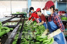 Apunta Vietnam a obtener 4,2 mil millones de dólares por exportaciones hortofrutícolas en 2019