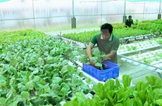 Invierte Vietnam más de 1,5 mil millones de dólares para desarrollar agricultura orgánica