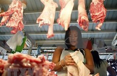 Sacrifican en Filipinas miles de cerdos por epidemia de Peste Porcina Africana