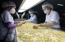 Exporta Vietnam 287 mil toneladas de anacardo en ocho meses 