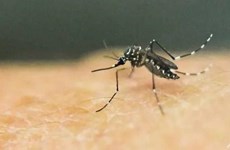 Singapur detecta casos contagiados de Zika 
