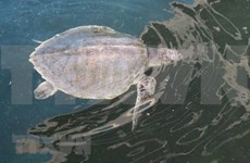 Vietnam intensifica preservación de tortugas en peligro de extinción 