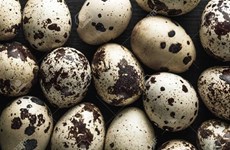 Suspende Singapur la  importación de huevos de codorniz de Malasia