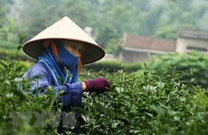 Analizan oportunidades de cooperación entre Vietnam y China en producción de té y café