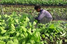 Impulsan Vietnam y Países Bajos cooperación en agricultura