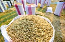 Exportará Camboya arroz a Hong Kong y Sudáfrica