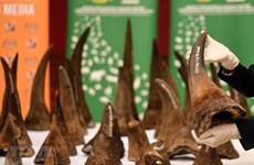 Entrega Vietnam cuernos de rinoceronte decomisados a Sudáfrica