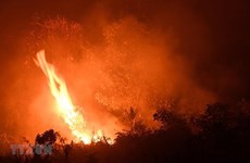Causan incendios forestales pérdidas económicas por 5,2 mil millones de dólares para Indonesia