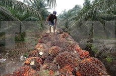  Indonesia presenta demanda al OMC contra la UE por su política sobre aceite de palma