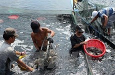 Alcanza sector acuícola de Vietnam logros alentadores en 2019