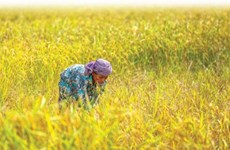 Exportaciones de arroz camboyano a China aumentan 46 por ciento en 2019