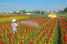 Ocupadas aldeas de flores de Ciudad Ho Chi Minh para satisfacer demanda del Tet 