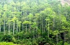 Promulgan en Vietnam estándares nacionales de manejo forestal 