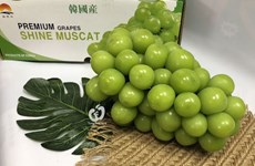 Vietnam se convierte en el mayor importador de uvas surcoreanas