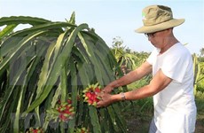 EVFTA trae oportunidades y desafíos a producción agrícola vietnamita