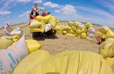 Vietnam busca diversificar mercados de exportación de arroz en medio del COVID-19
