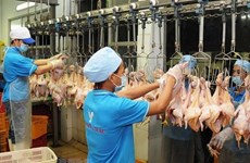 Exportará Vietnam pollo procesado a Rusia