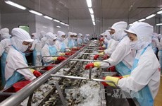 Enfrenta industria camaronera de Vietnam dificultades debido a impacto de COVID-19