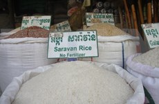 Camboya mantiene estable suministro y precio del arroz a pesar del COVID-19
