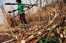 Industria azucarera de Tailandia afectada por sequía