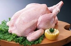 Crecen exportaciones de carne de pollo de Tailandia pese al COVID-19