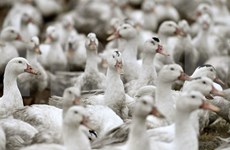 Filipinas suspende importaciones avícolas de Estados Unidos debido a gripe aviar