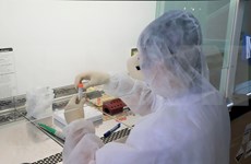 Empresa vietnamita alcanza éxitos iniciales en prueba de vacuna antiCovid-19 en ratones