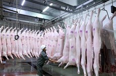 Vietnam pondrá en funcionamiento primer matadero porcino en el norte