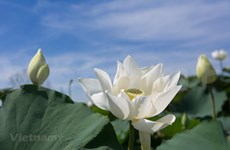 Flor de loto blanco capta la atención de hanoyenses 