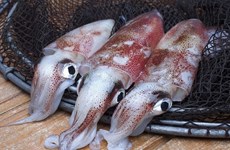 Corea del Sur es el mayor importador de calamar y pulpo de Vietnam