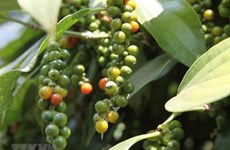Vietnam ingresa fondos millonarios por exportaciones de pimienta