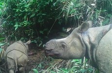 Captan imágenes de dos rinocerontes en amenaza de extinción en Indonesia 