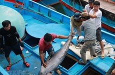 Exhortan en Vietnam mayor esfuerzo en prevención contra la pesca ilegal