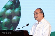 Premier de Vietnam exige mayores esfuerzos para garantizar cultivo eficiente de macadamia