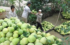 Chile autoriza importación de pomelos vietnamitas