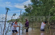Fortalecen la resiliencia al cambio climático de las localidades costeras en Vietnam