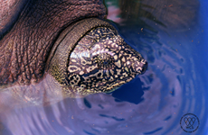 Hallan  en Hanoi tortuga de especie en peligro de extinción