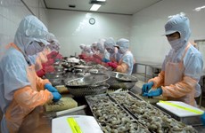 Vietnam logra resultado alentador en exportaciones de camarón pese a COVID-19