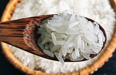 Buscan elevar calidad de variedad de arroz ST de Vietnam