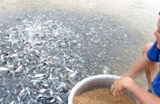Camboya veda importaciones de pescados en beneficio de piscicultura nacional