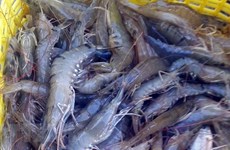 Indonesia por convertirse en mayor productor mundial de camarón patiblanco 